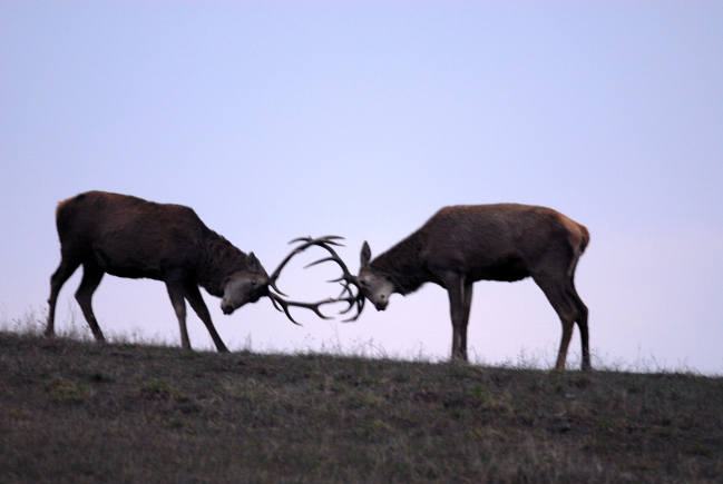 PASSIONE PER IL CERVO